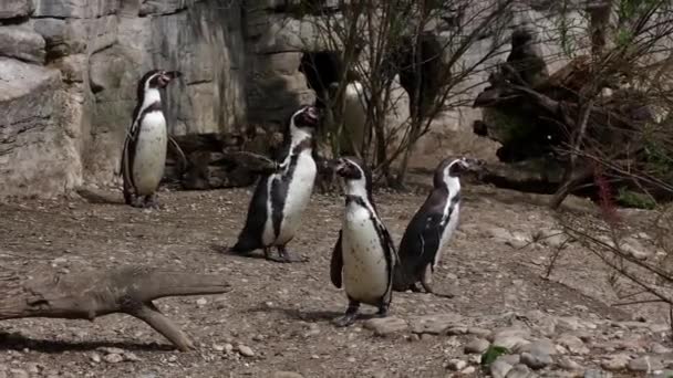 Pinguino Humboldt Spheniscus Humboldti Pinguino Peruviano — Video Stock
