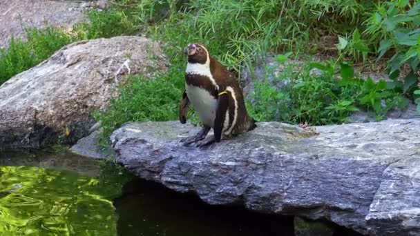 Penguin Humboldt Spheniscus Humboldti Atau Pinguin Peru — Stok Video