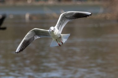 Larus Argentatus, Avrupa 'nın batısındaki tüm martılar arasında en çok bilinen martılardan biri olan büyük bir martıdır. Burada havada uçuyor..
