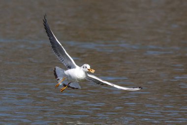 Larus Argentatus, Avrupa 'nın batısındaki tüm martılar arasında en çok bilinen martılardan biri olan büyük bir martıdır. Burada havada uçuyor..