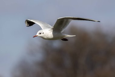 Larus Argentatus, Avrupa 'nın batısındaki tüm martılar arasında en çok bilinen martılardan biri olan büyük bir martıdır. Burada havada uçuyor..