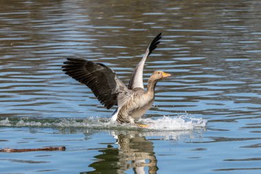 Grilag kaz kanatlarını suya açıyor. Anser anser, Anatidae familyasından Anatidae familyasından bir kuş türü..