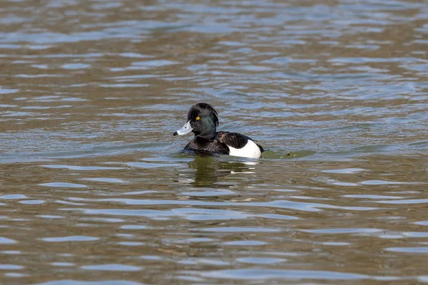 stock image The tufted duck, Aythya fuligula, a small diving duck swimming on the Kleinhesseloher Lake at Munich, Germany