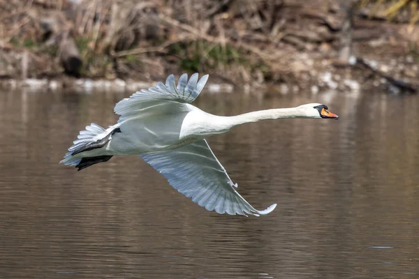 Łabędź Niemy Cygnus Olor Gatunek Łabędzia Rodziny Anatidae Latający Nad — Zdjęcie stockowe