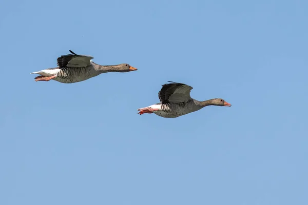 stock image The greylag goose, Anser anser is a species of large goose in the waterfowl family Anatidae and the type species of the genus Anser. Here flying in the air.