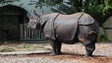 Hintli gergedan, gergedan unicornis de Büyük Tek Boynuzlu Gergedan ve Asyalı Tek Boynuzlu Gergedan olarak adlandırılır ve gergedan familyasına aittir..