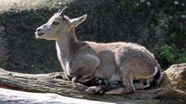 Alman parkındaki bir kayanın üzerinde oturan dağ keçisi ya da kapra dağ keçisi.