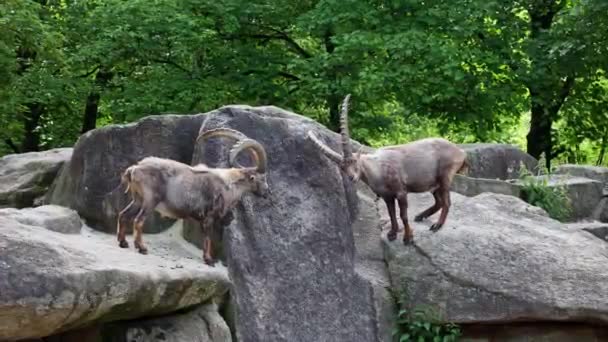 Alman Parkındaki Bir Kayanın Üzerinde Oturan Dağ Keçisi Kapra Dağ — Stok video