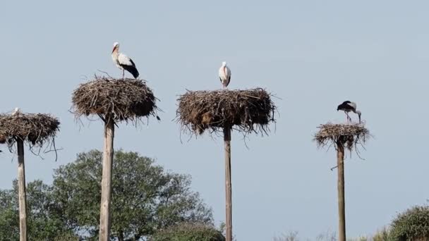 Ciconia Ciconia Storks Colony Protected Area Los Barruecos Natural Monument — 图库视频影像