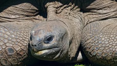 Curieuse Adası 'ndaki (Seyşeller Adası' ndaki Praslin Adası 'nın başarılı bir vahşi kaplumbağa koruma programına ev sahipliği yapan) dev Aldabra kaplumbağası (Aldabrachelys gigantea).
