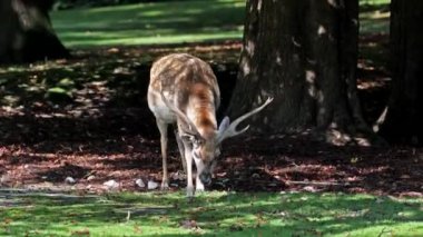 Fallow deer, Dama mezopotamya, Cervidae familyasından bir memeli türü.