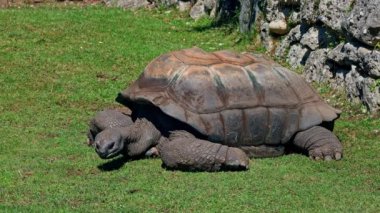 Curieuse Adası 'ndaki (Seyşeller Adası' ndaki Praslin Adası 'nın başarılı bir vahşi kaplumbağa koruma programına ev sahipliği yapan) dev Aldabra kaplumbağası (Aldabrachelys gigantea).