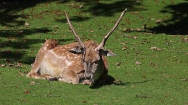 Fallow deer, Dama mezopotamya, Cervidae familyasından bir memeli türü.
