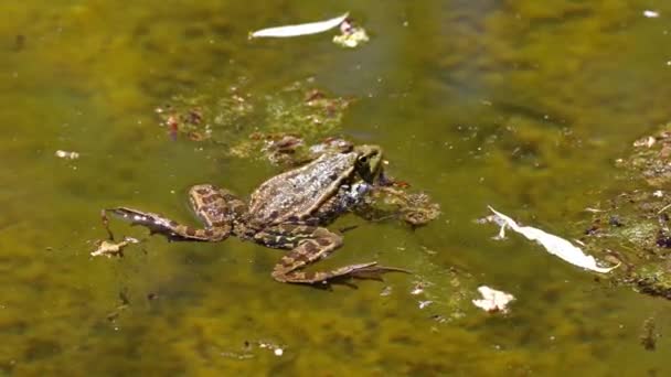 常见的青蛙 Rana Temporaria 单头爬行动物在水中的叫声 也被称为欧洲常见的青蛙或欧洲的草蛙 是一种半水栖两栖类动物 — 图库视频影像