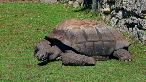 Tartaruga Gigante Aldabra Aldabrachelys Gigantea Ilha Curieuse Local Bem Sucedido — Vídeo de Stock