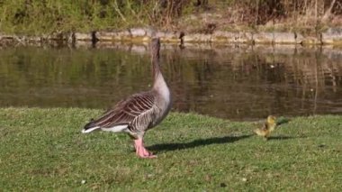 Küçük bebekleri olan gri lag kazları ailesi. Gri-lag kaz, Anser anser, Anatidae familyasından bir kaz türü.