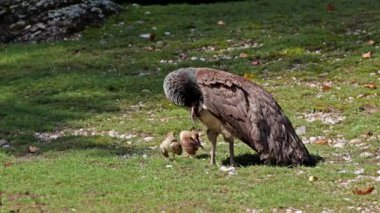 Küçük bebekleri olan Hint deniz kuşu annesi. Mavi Peafowl (
