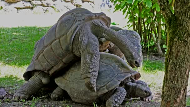 Comportement Accouplement Tortue Géante Aldabra Aldabrachelys Gigantea Sur Île Curieuse — Video