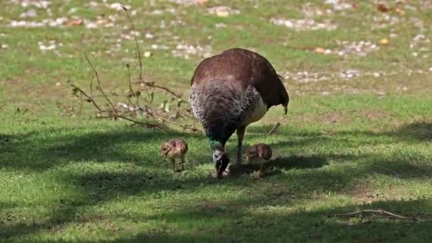 Madre India Del Búho Real Con Bebés Pequeños Peafowl Azul — Vídeo de stock