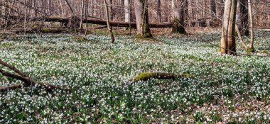 Kar Tanesi Ormanı. Leucojum vernum çiçekleri, Almanya 'nın Bavyera, Genderkingen kentindeki bir Alman ormanında Mart ayının başlarında toplandı.