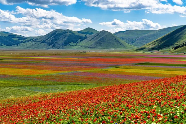 Castelluccio Norcia Gelincikler Çiçek Açan Mercimek Ulusal Park Sibillini Dağları — Stok fotoğraf