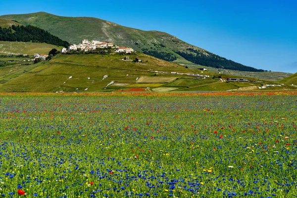 stock image Lentil flowering with poppies and cornflowers in Castelluccio di Norcia, national park sibillini mountains, Italy, Europe