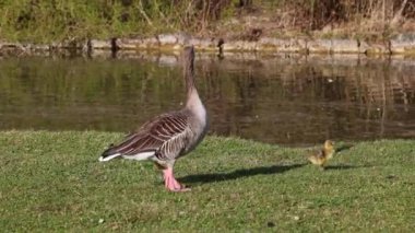 Küçük bebekleri olan gri lag kazları ailesi. Gri-lag kaz, Anser anser, Anatidae familyasından bir kaz türü.