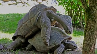 Seyşeller Adası 'ndaki Praslin adasının başarılı bir vahşi kaplumbağa koruma programına ev sahipliği yapan Curieuse Adası' ndaki Aldabra dev kaplumbağa (Aldabrachelys gigantea) çiftleşme davranışı