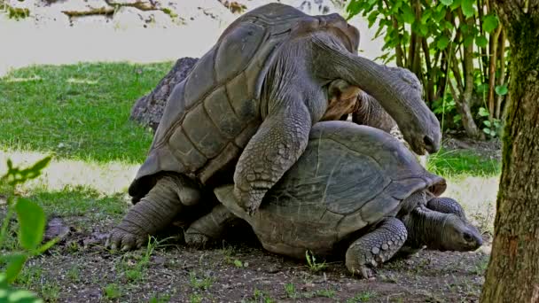 Comportement Accouplement Tortue Géante Aldabra Aldabrachelys Gigantea Sur Île Curieuse — Video