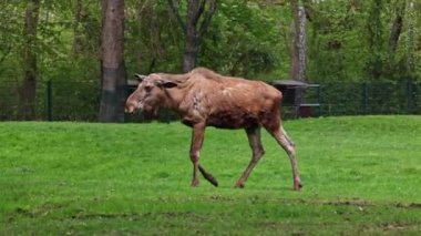 Geyik ya da geyik, Alces Alces geyik familyasındaki en büyük türdür. Geyikler, erkeklerin geniş, düz ya da palmat boynuzlarıyla ayırt edilir..