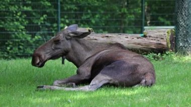 Geyik ya da geyik, Alces Alces geyik familyasındaki en büyük türdür. Geyikler, erkeklerin geniş, düz ya da palmat boynuzlarıyla ayırt edilir..