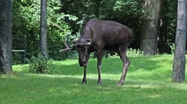 Geyik ya da geyik, Alces Alces geyik familyasındaki en büyük türdür. Geyikler, erkeklerin geniş, düz ya da palmat boynuzlarıyla ayırt edilir..