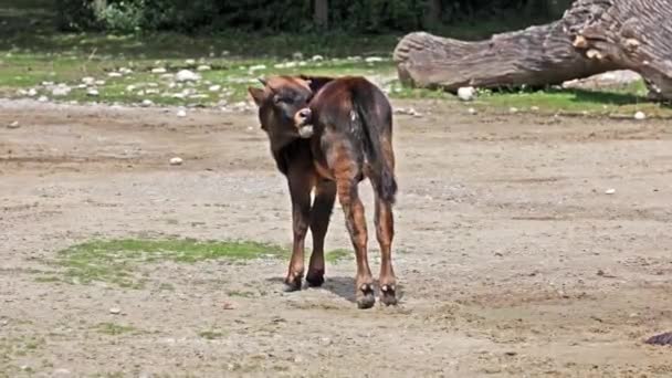 Yavru Aurochs Heck Sığırları Bos Primigenius Taurus Soyu Tükenmiş Yaban — Stok video