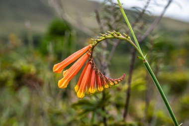 Vale do Capao, Chapada Diamantina, Palmeiras, Bahia, Brezilya 'daki Aguas Claras şelalesinde güzel bir çiçek.