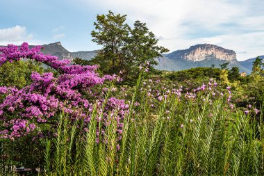 Vale do Capao, Chapada Diamantina, Palmeiras, Bahia, Brezilya 'daki Aguas Claras Şelalesi yakınlarındaki güzel çiçekler.