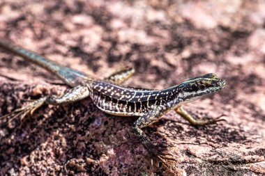 Buracao şelalesinde kertenkele, Ibicoara, Bahia 'da Chapada Diamantina, Latin Amerika' da Brezilya