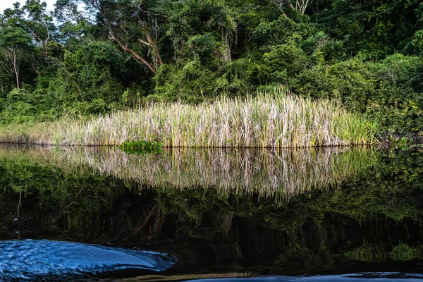Paseo Canoa Por Pantanal Marimbus Aguas Muchos Ríos Abundante Vegetación — Foto de Stock