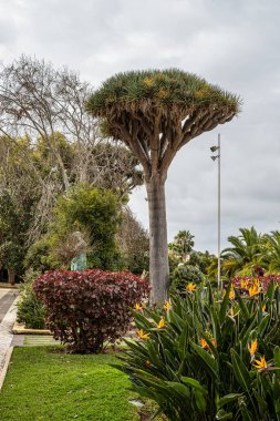 Şehir parkı manzarası, Arucas 'ın eski şehir merkezinde bahçe, Gran Canaria, Kanarya Adaları, İspanya. Ejderha ağaçları ve muz tarlaları