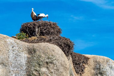 Ciconia ciconia Storks kolonisi Los Barruecos Doğal Anıtı 'nda korunan bir bölgede, Malpartida de Caceres, İspanya' da Extremadura.