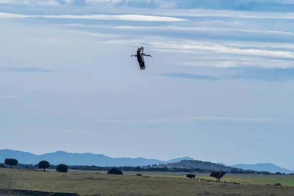 European White Stork Ciconia Ciconia Flying Los Barruecos Natural Monument — Stock Photo, Image