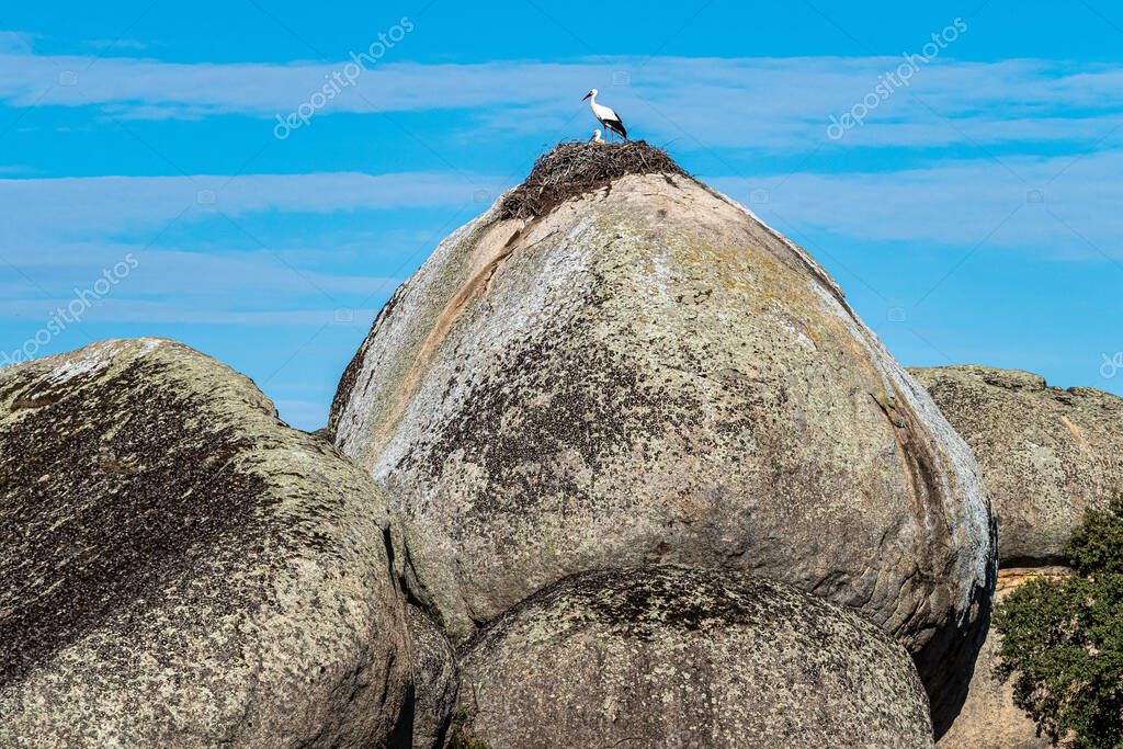 Ciconia ciconia Colonia de cigüeñas en un área protegida del Monumento