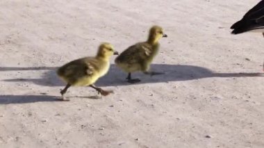 Anser anser, Anatidae familyasından bir kuş türü olan Anatidae familyasından bir kaz türü.