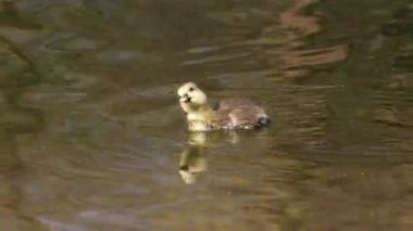 Anser anser, Anatidae familyasından bir kuş türü olan Anatidae familyasından bir kaz türü.