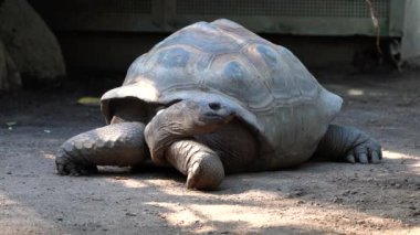 Curieuse Adası 'ndaki (Seyşeller Adası' ndaki Praslin Adası 'nın başarılı bir vahşi kaplumbağa koruma programına ev sahipliği yapan) dev Aldabra kaplumbağası (Aldabrachelys gigantea).
