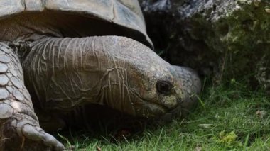 Curieuse Adası 'ndaki (Seyşeller Adası' ndaki Praslin Adası 'nın başarılı bir vahşi kaplumbağa koruma programına ev sahipliği yapan) dev Aldabra kaplumbağası (Aldabrachelys gigantea).