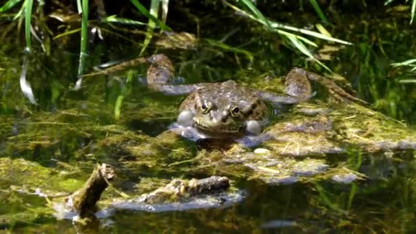 개구리 Common Frog Rana Temporaria 속에서 뒹굴고 파충류로 유럽의 개구리 — 비디오