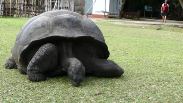 Aldabra Gigigantea Острові Кур Місце Успішної Програми Збереження Диких Черепах — стокове відео
