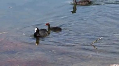 Avrasyalı ördek yavrusu Fulica atra ya da bilinen adıyla Avustralya yaban ördeği, Rallidae familyasının bir üyesidir. Avrupa, Asya, Avustralya, Yeni Zelanda 'da bulunur.