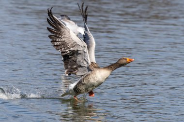 Anser anser, Anatidae familyasından Anatidae familyasından bir kaz türü..