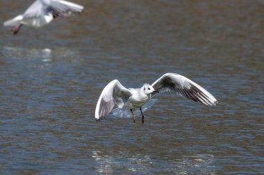 Larus Argentatus, Avrupa 'nın batısındaki tüm martılar arasında en çok bilinen martılardan biri olan büyük bir martıdır. Burada havada uçuyor..